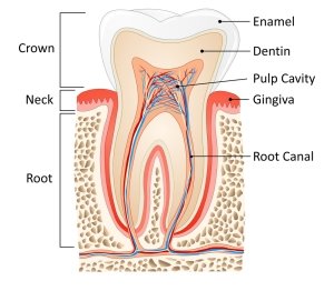 image of root canal