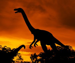 dinosaurlongneck